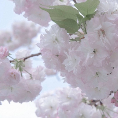 临县福瑞交流群